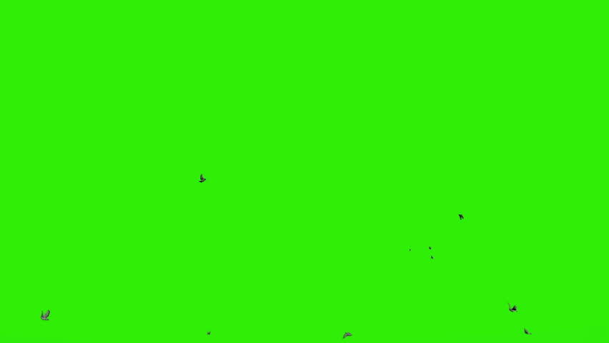 Pigeons flying against green screen, chroma key