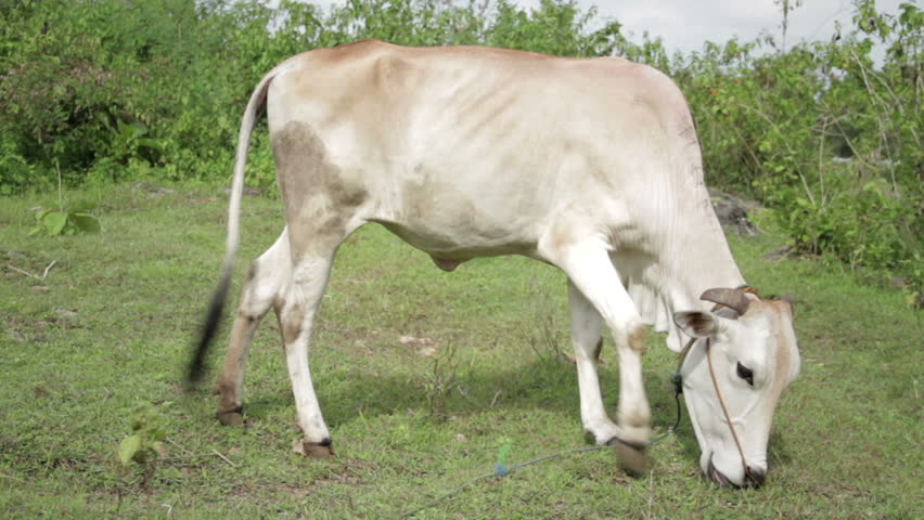 Thin cow stock alamy wilderness thar desert looking food great