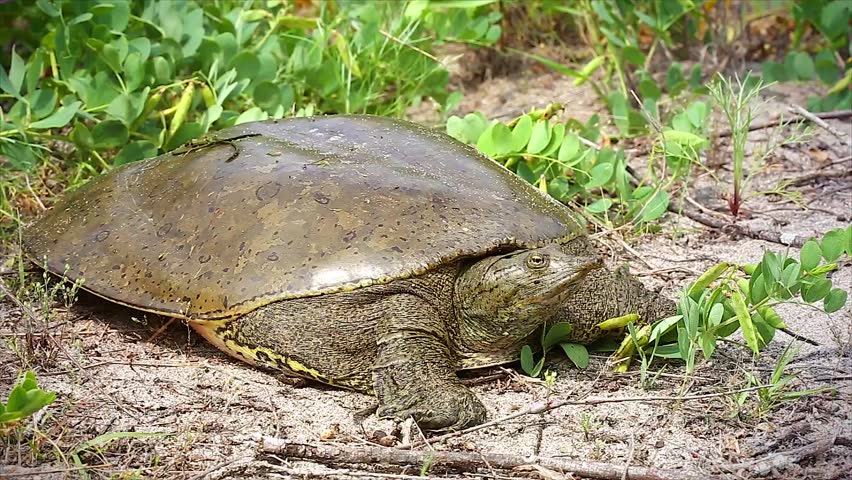 A Female Eastern Spiny Softshell Turtle (Apalone Spinifera) Running In ...