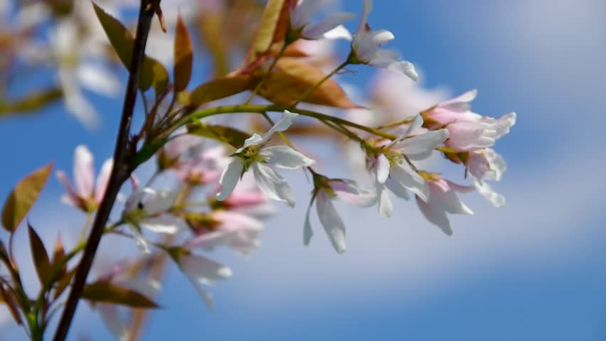 Header of Juneberry