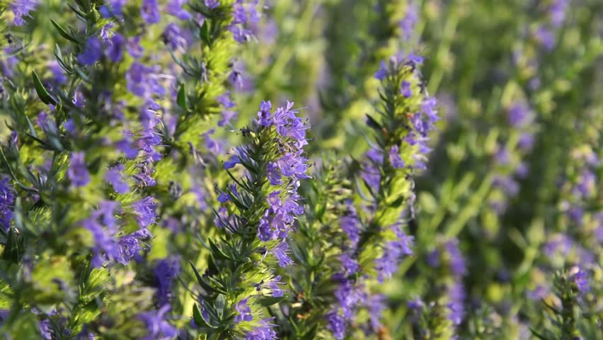 Header of hyssop