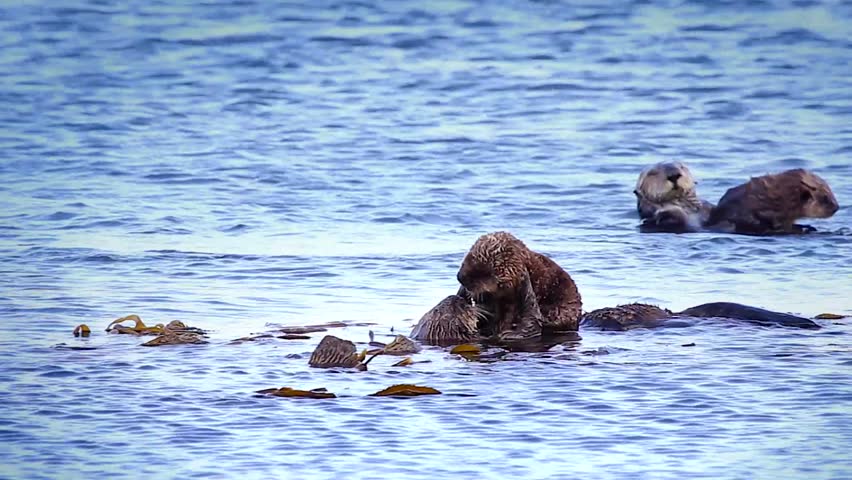 Endangered Sea Otter Moms Clean Stock Footage Video 100 Royalty