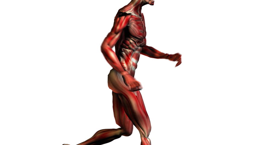 Anatomically Correct Medical Model Of The Human Body, Muscular Man. 3 D