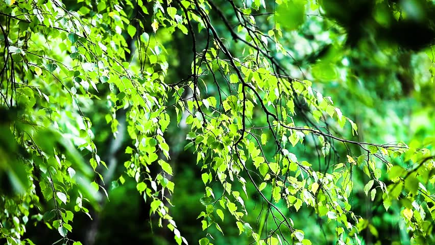olive garden greentree olive green tree growing in the garden background hd 1080 stock footage olive garden greentree olive green tree growing in the garden background hd 1080 stock footage