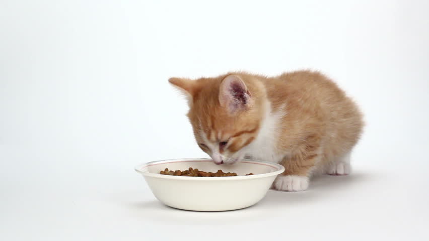 Stock video of cute orange kitten eating food on 4501751 Shutterstock