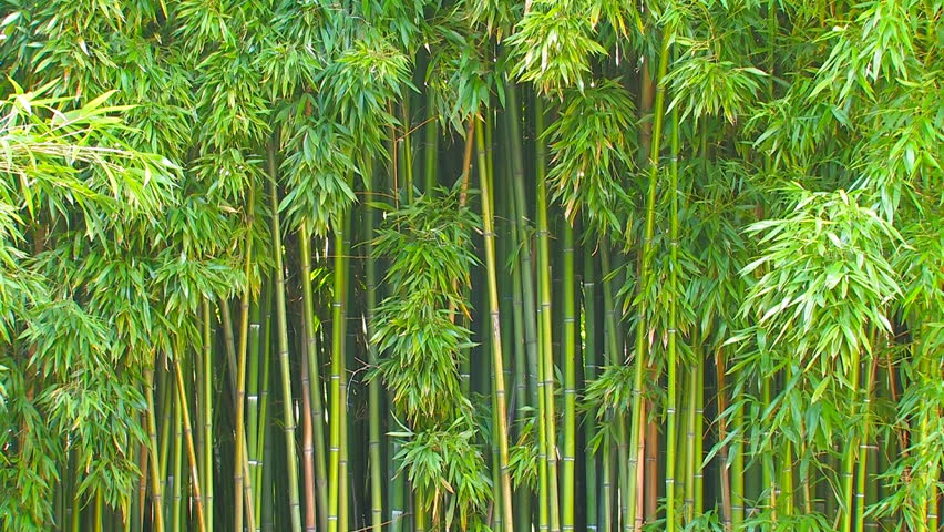 Bamboo Grove. Stock Footage Video (100% Royalty-free) 4511351 ...