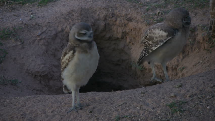 Two Burrowing Owl Babies Stretch Stock Footage Video 100