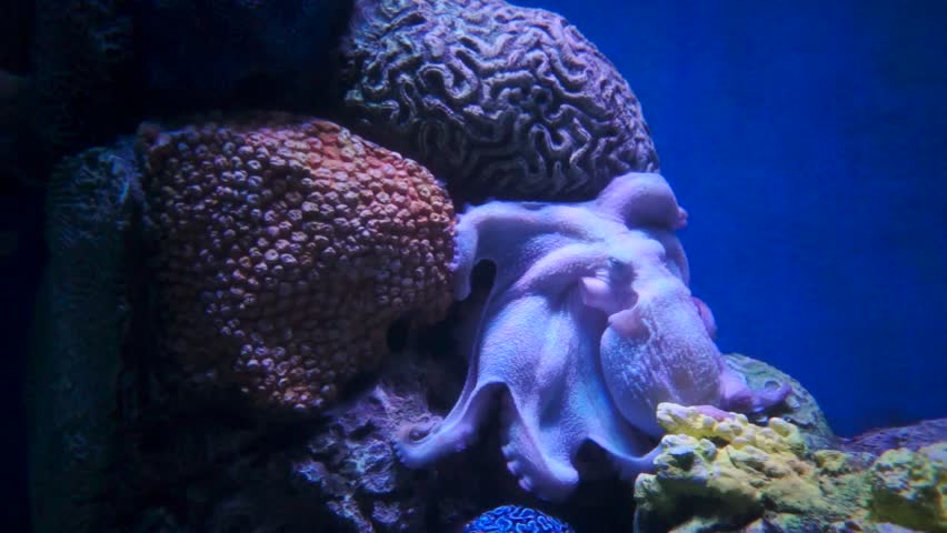 coral reef animals octopus home screen