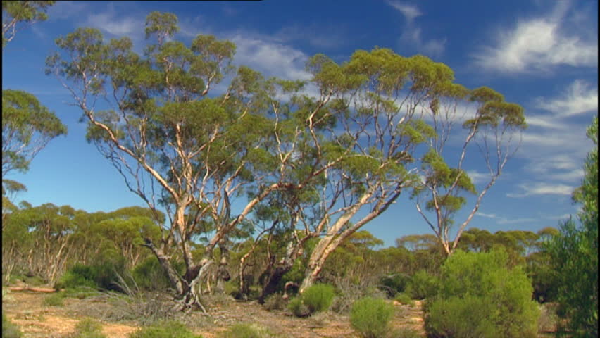 Header of mallee