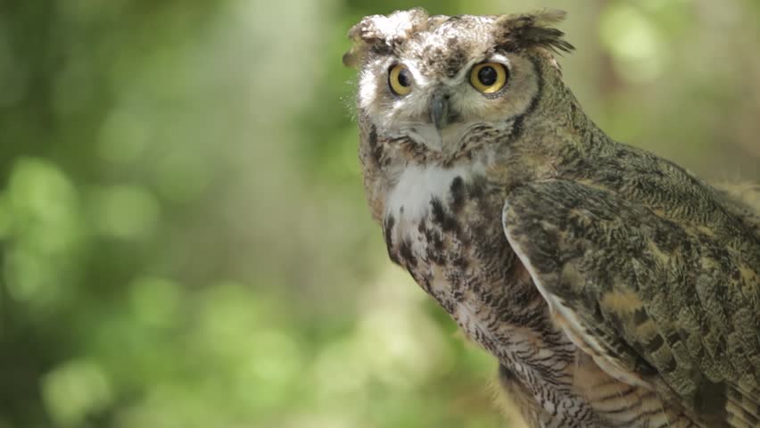 Header of watchful