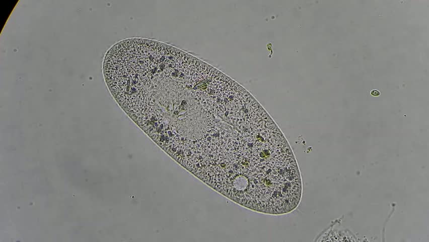 Live In A Drop From Pond (green Cells) Under Microscope, Magnification