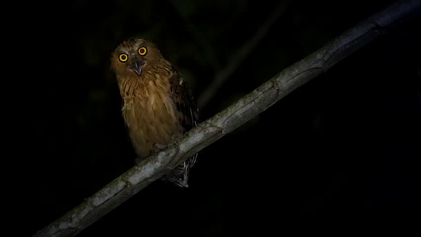 Face of Owl image - Free stock photo - Public Domain photo - CC0 Images