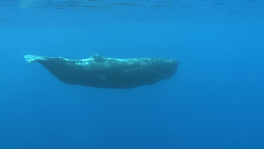 Juvenal Sperm Whale Swimming Stock Footage Video 100