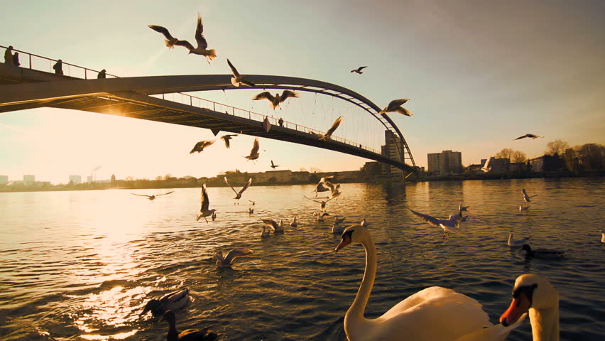 bridge of birds bridge of birds