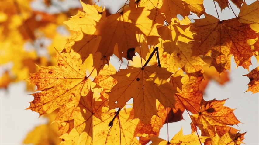 Falling Leaf Loopable Background. High Quality Animated Background Of Falling Leaves. Animation