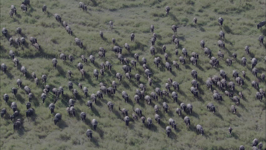 Stampede Migration Wildlife Water Buffalo. An Incredible Look At The ...