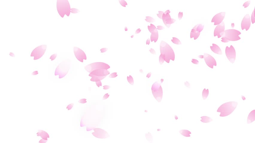 Cherry Blossom Petals Falling Stock Footage Video (100% ...