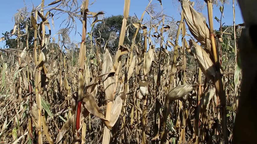 Dead Corn Plant Under Blue Sky In Summer Stock Footage Video 2697224 ...