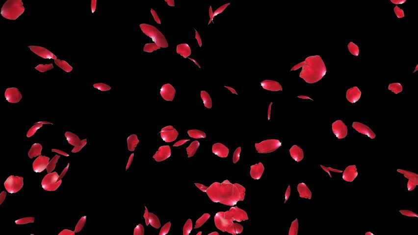 Rose Petals Flying Particles, Luma Matte Stock Footage Video 4564760 ...