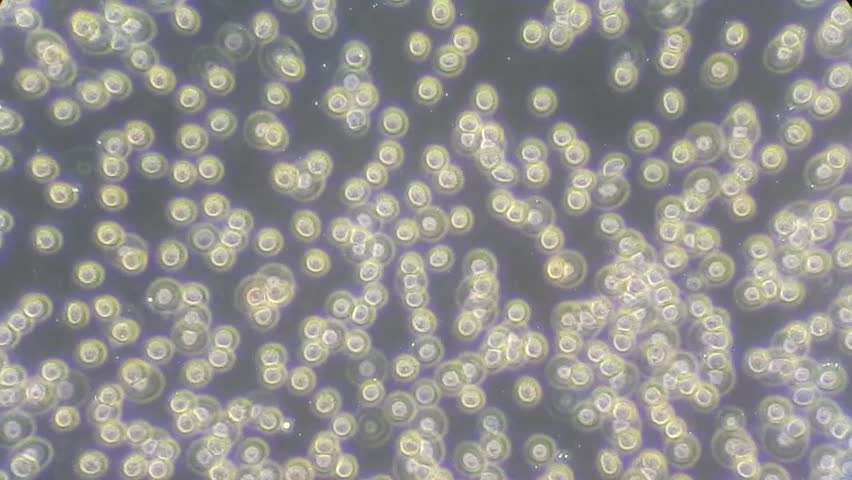 Red And White Blood Cells Under Microscope 600x