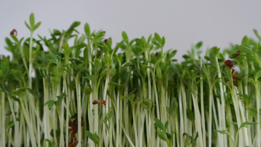 Header of watercress