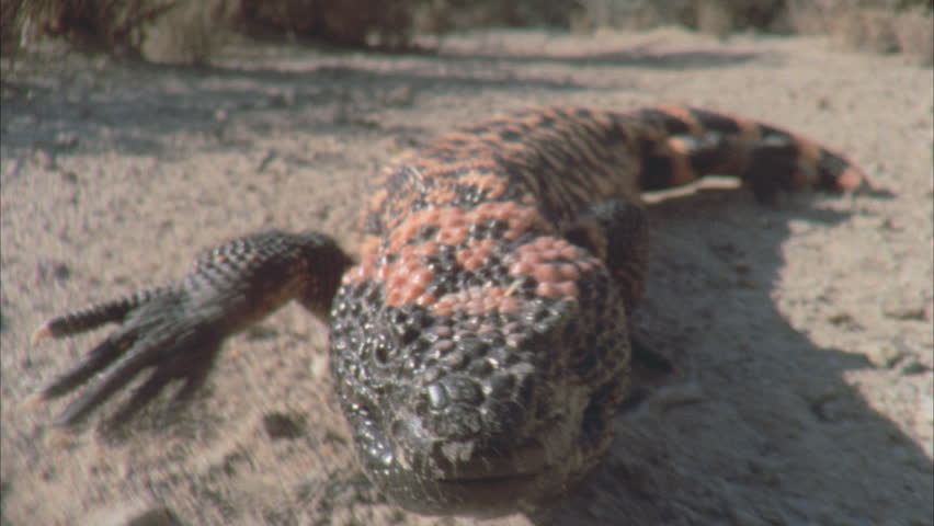 Gila Monster Eyes And Scales Stock Footage Video 5753189 | Shutterstock