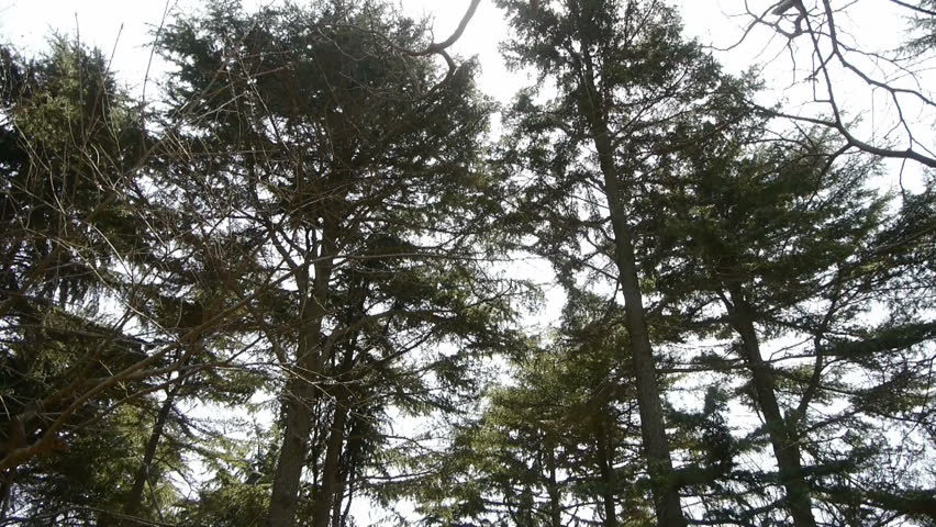 metasequoia plugins download metasequoia plugins download
