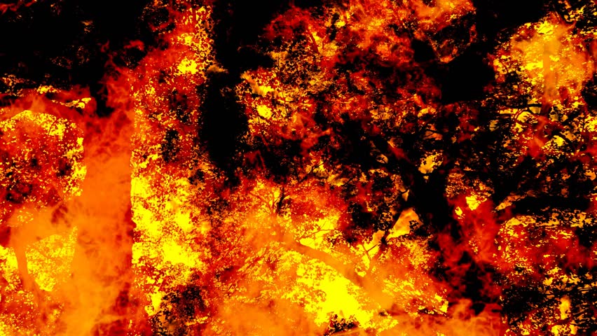 Stock Video Clip Of Looping Forest Fire Animated Background Shutterstock