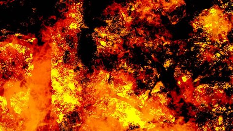 Looping Forest Fire Animated Background Stock Footage Video (100%  Royalty-free) 576871 | Shutterstock