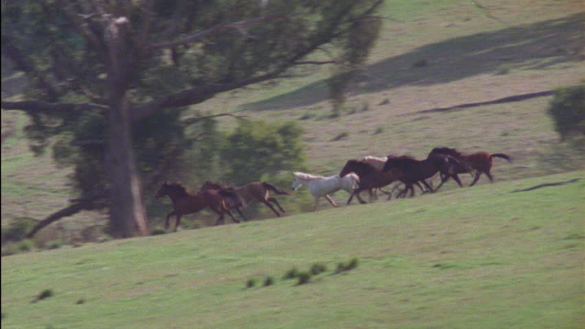 Stock video of brumbies galloping | 5789081 | Shutterstock