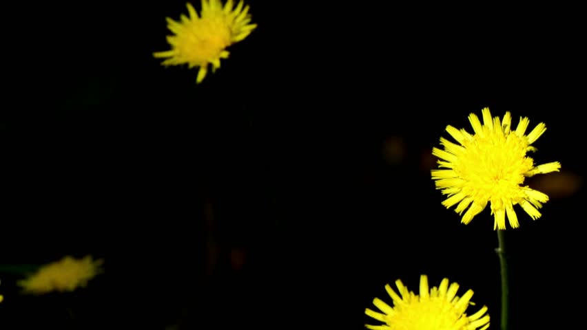 Two Yellow Flowers On The Stock Footage Video 100 Royalty Free