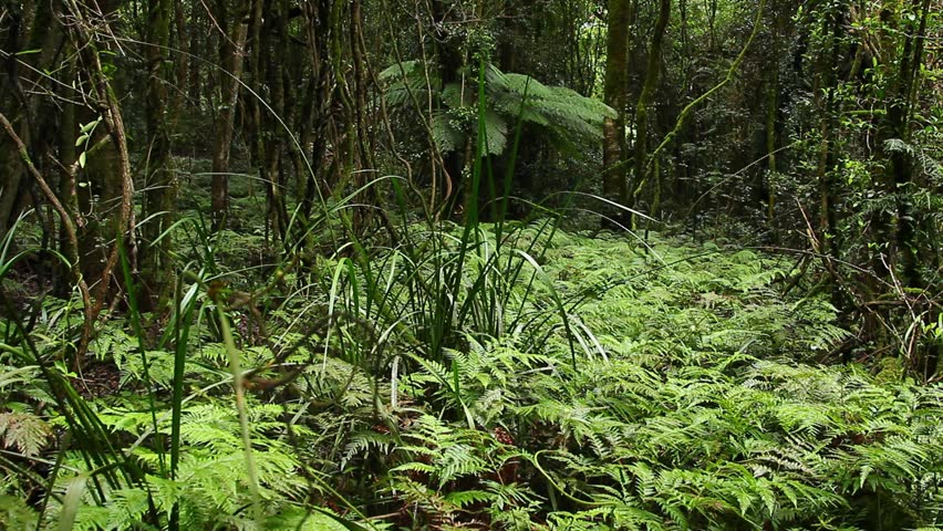 Temperate Rainforest Australian Landscape The Eastern Australian