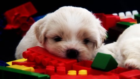 3 Cute Fluffy Puppies Stock Footage Video 100 Royalty Free 602638 Cute Fluffy Puppy Chewing A Toy Brick