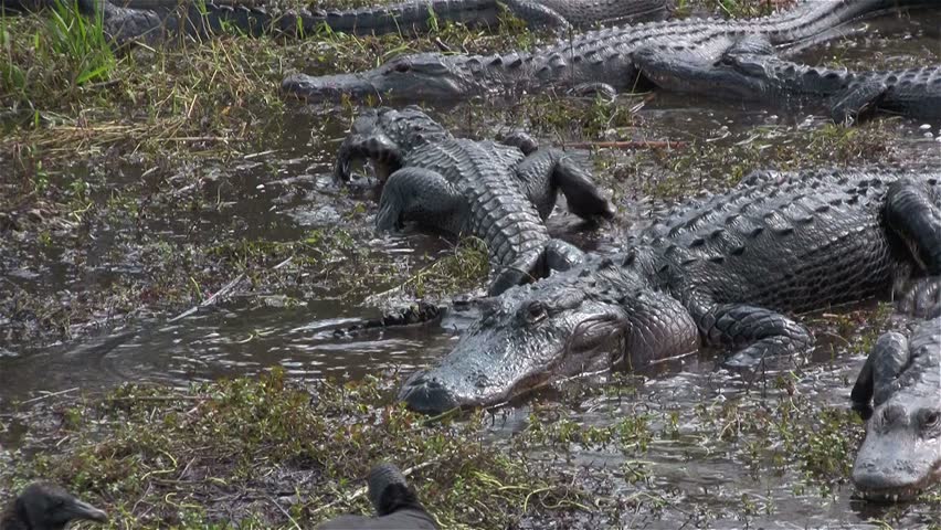 swamp attack tips and tricks swamp attack tips and tricks