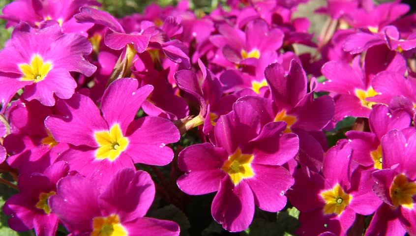 Header of polyanthus