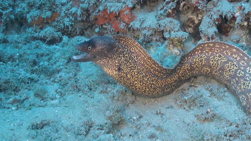 Kujutiste tulemus päringule moreen eelfish