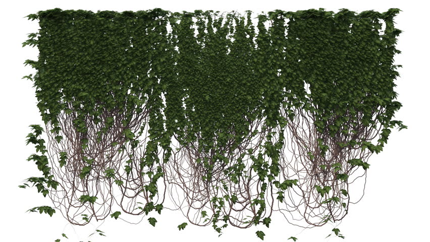 Header of grow