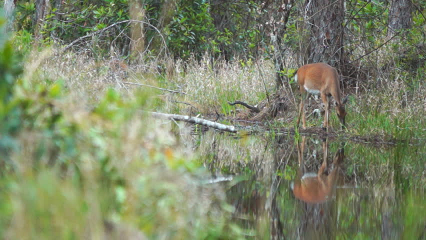 Two Deer with reflections in the water image - Free stock photo ...