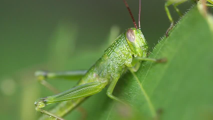 Header of grasshopper
