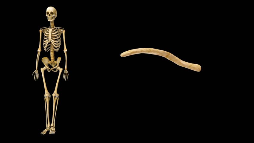 Header of clavicle