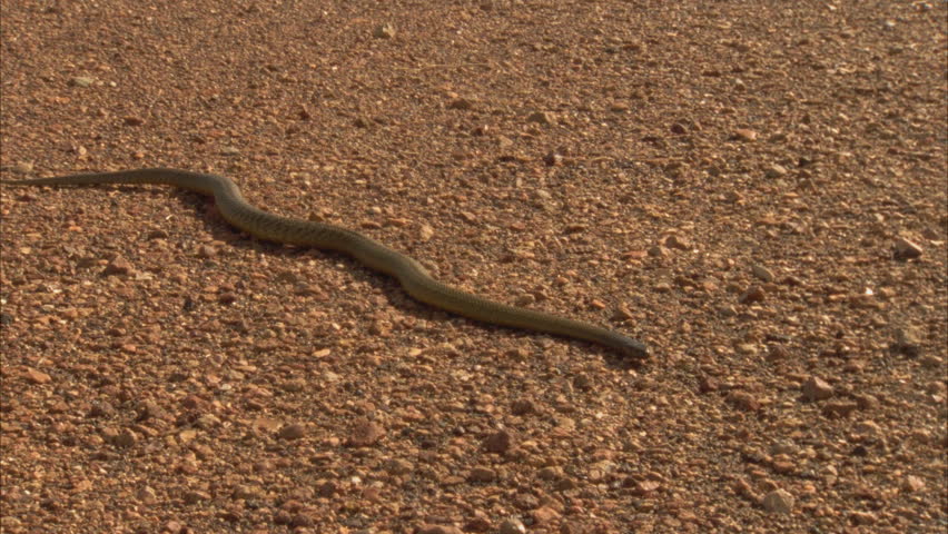 Stock Video Clip of Taipan using tongue to sense prey. Slithering ...