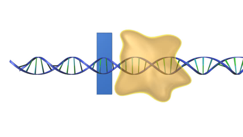 Header of transcription