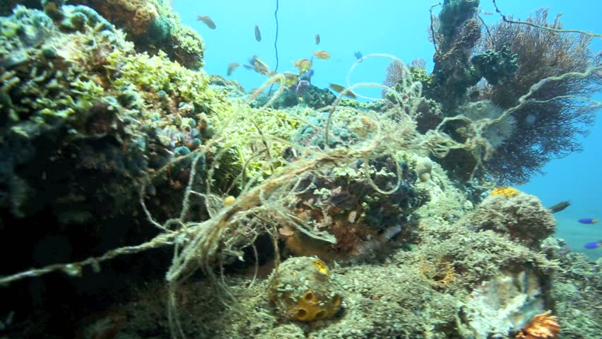 Stock Video Clip of Nylon fishing line tangled around coral reef