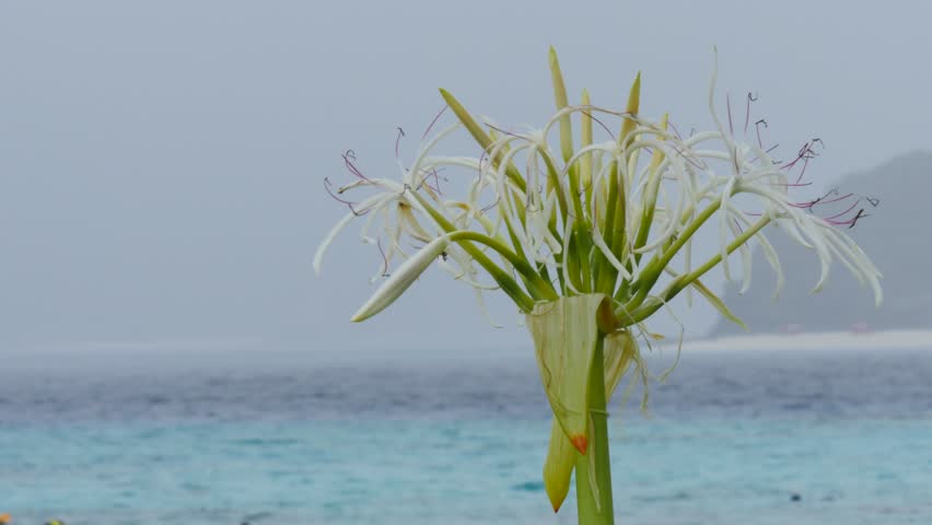 Header of Crinum asiaticum