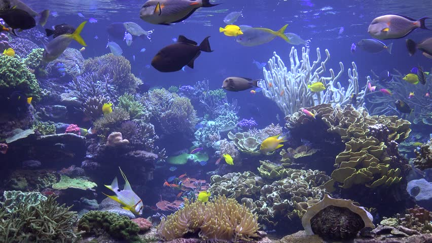 Aquarium video hd download free
