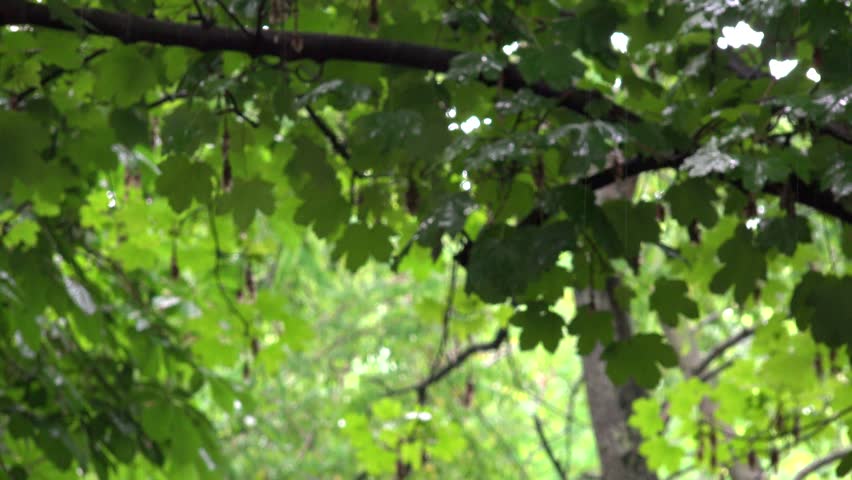 lessons from a walk in a rain forest An overview of tropical rainforests for kids children will learn lessons that can be adapted to almost any a teacher’s guide to a walk in the rainforest. lessons from a walk in a rain forest An overview of tropical rainforests for kids children will learn lessons that can be adapted to almost any a teacher’s guide to a walk in the rainforest.