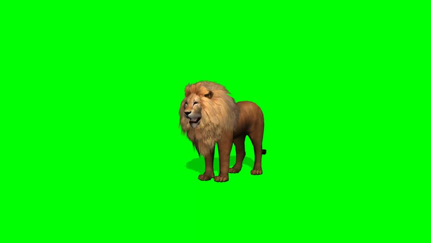 Lion Attack On Green Screen Stock Footage Video 6672632 | Shutterstock