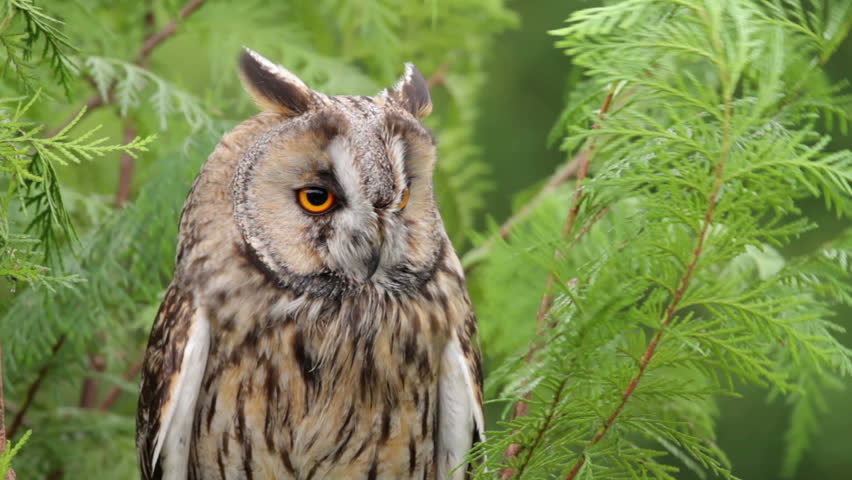Header of Otus