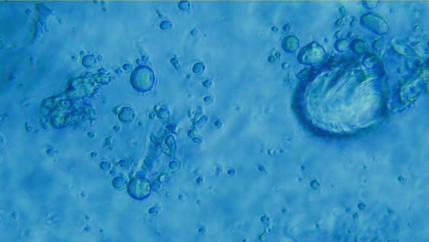 Stock video of yeast bacteria under microscope view ...