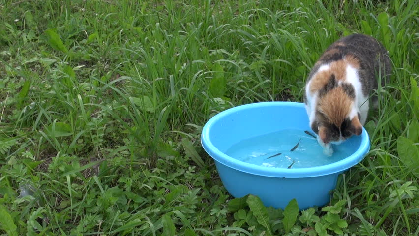 Watch Year Of The Fish HD 1080P